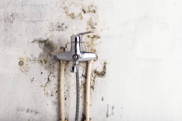 Best Mold Removal Company Near Me  in Mount Hore, WI
