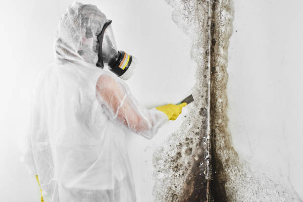 Best Affordable Mold Removal  in Mount Hore, WI