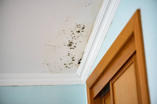 Mold Removal Process in Mount Hore, WI