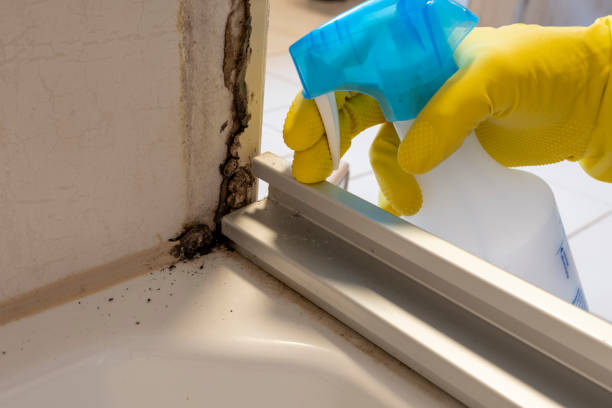 Best Mold Remediation Experts  in Mount Hore, WI