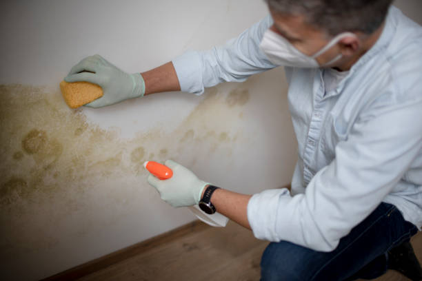 Best Certified Mold Removal  in Mount Hore, WI