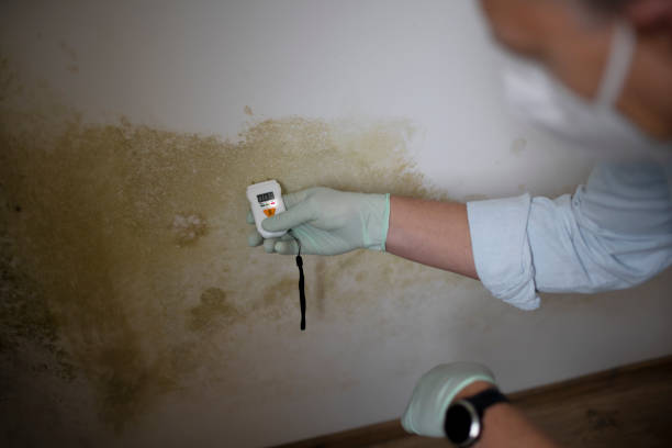 Best Mold Removal Near Me  in Mount Hore, WI