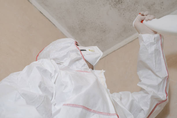 Best Toxic Mold Removal  in Mount Hore, WI