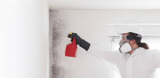 Best Attic Mold Removal  in Mount Hore, WI