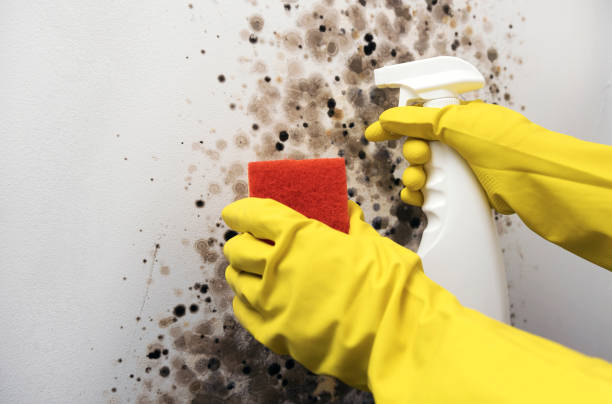 Best Crawl Space Mold Removal  in Mount Hore, WI