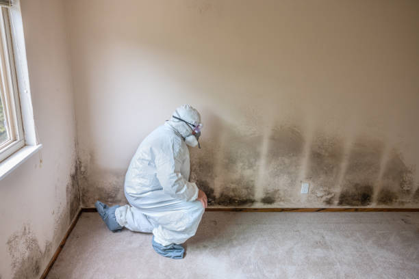 Best Attic Mold Removal  in Mount Hore, WI