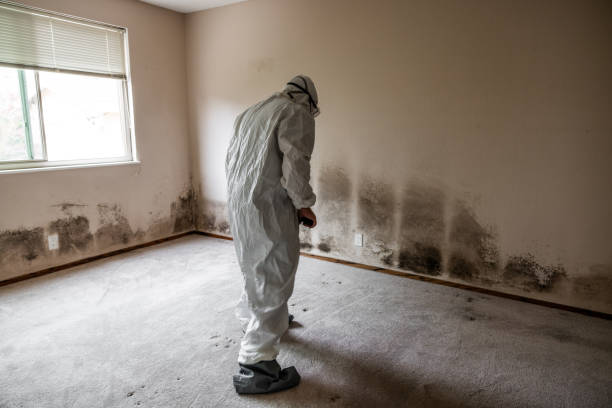 Best Water Damage Restoration  in Mount Hore, WI