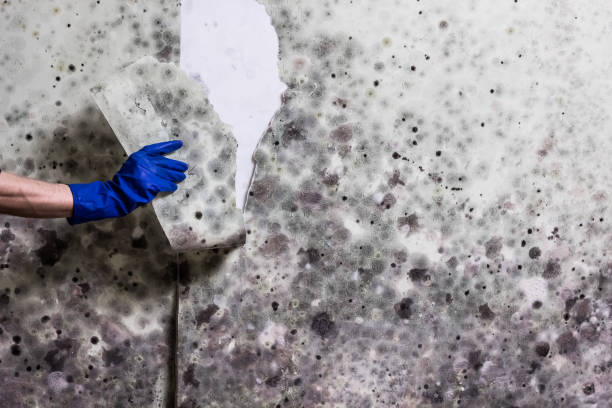 Best Home Mold Removal  in Mount Hore, WI