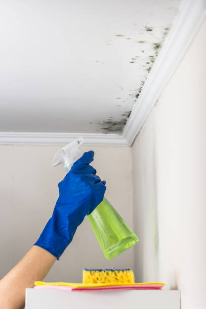 Office Mold Removal Services in Mount Hore, WI